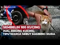 Download Lagu Sadis! Pria di Sumsel Akui Jagal 100 Ekor Kucing, Dagingnya Dijual | OneNews Update
