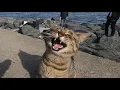 Download Lagu Katten luid miauwen | Maak uw kat of hond gek