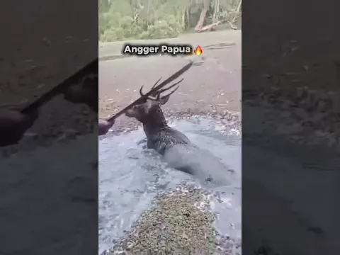 Berburu rusa pakai parang