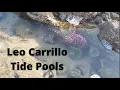 Leo Carrillo Tide Pools