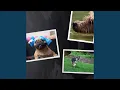 Download Lagu Bari Sax Jazz Soundtrack for Doggy Fun Moods