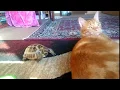 Tortoise Headbutting Cat