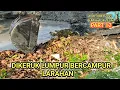Download Lagu Pengerukan Lumpur Sungai Yang Bercampur Daun Larahan 