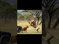 Download Lagu lion in jungle