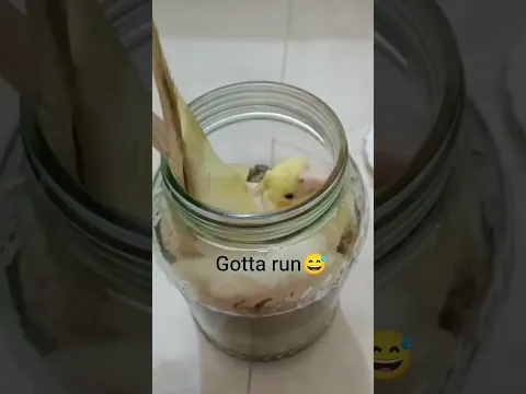 Caught red handed.....😅 #cockatiel #funny #cutebird #shorts #praptytalukder