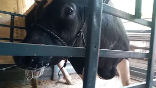 تنزيل عجل ابيض على اسود ثقيل 2021 