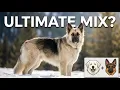 Great Pyrenees German Shepherd Mix The Perfect Family Dog