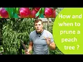 How and when to prune a peach tree that flowers in spring on old wood.