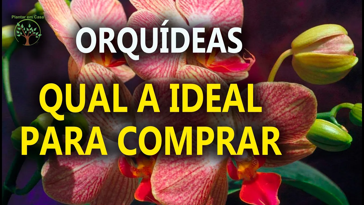 ORQUÍDEAS DE MERCADO, ENTENDA PORQUE MUDAM QUANDO CHEGA EM SUA CASA PLANTAR EM CASA