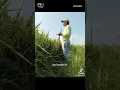 Pidato untuk bangsa hama #shorts #shortsterbaru #sawah #pidato #funny #tiktok #hama #wmnplay