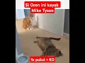 Download Lagu kucing ahli pukul  #funny #cat #cute #cats #kucing #m#cutecat #lucu #viralshorts #viralvideo