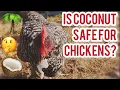 Can Chickens Have Coconut