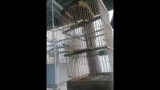 pancingan suara pikat perenjak merah langsung respon