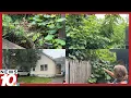 Rochester neighbors say overgrown weeds on private property are a health hazard