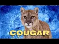 Download Lagu Cougar sounds