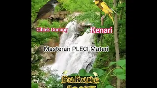 Download Masteran PLECI Materi Ciblek Gunung \u0026 Kenari Kualitas HD MP3