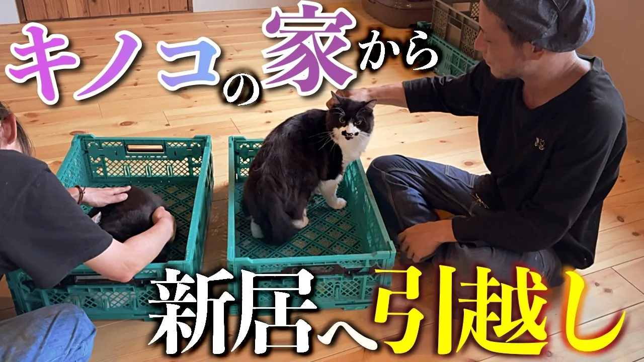 【きのこの生える部屋から脱出】ネコと共に新居に引越し