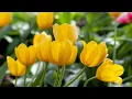 ✺ Puttin' On The Ritz _ Broadway Rhythm - Taco ✺ 7080 pop. Old Song Music.