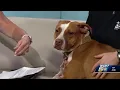 Cincinnati Animal CARE celebrating Hometown Heroes Adoption Weekend with no fees