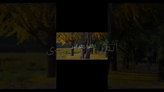 الشيخ محمد الليثي اصبروا وصابروا ورابطوا 