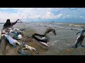 Download Lagu KENA SENGAT IKAN PARI !! PUKAT BARU KETAM #crab #fishing #fish #netfishing