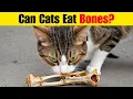 Can Cats Safely Eat Bones Everything You Need to Know