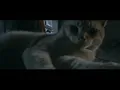 Download Lagu kucing cinematic