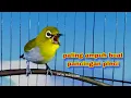 Download Lagu Pleci Ngalas 123.Pancingan Pleci Buxtoni Paling Ampuh