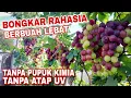 Download Lagu Eps 60 - SERIUS ‼️ POHON ANGGUR BERBUAH LEBAT TANPA ATAP UV DAN PUPUK KIMIA