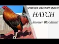 Download Lagu HATCH Bloodline Explained: Origin, Traits, and Movement Style. #chicken#rooster#gallos #usa#gamefowl