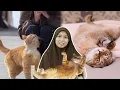 Download Lagu 8 Tanda Kucing Suka Dekat Kita