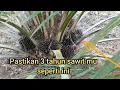 Download Lagu Rahasia sukses sawit Kostarika:usia 3 tahun berbuah lebat