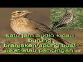 kicaumania Kicau Burung Branjakan/Apung full Satu jam Masteran, atau buat pikat