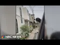 Dynamite Dog Family pet hailed a hero after defusing dynamite in home attack in Peru