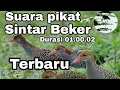 Download Lagu Suara Pikat burung Sintar Beker ( sintar ladang) respon langsung datang