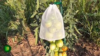 How to Get Rid of Stink Bugs in the Garden: Do This and Kill Them All