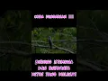 Download Lagu Suara burung kedasih bikin merinding #burungkedasih #suaraburungkedasih #merinding #short