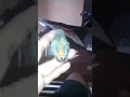 Download Lagu Ciri-ciri Anakan Burung Kemade Jantan