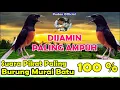 Download Lagu SUARA PANCINGAN PIKAT BURUNG MURAI BATU PALING AMPUH DAN JERNIH - UNTUK PEMIKAT HANDAL