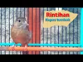 Download Lagu Suara rintihan kapas tembak|Ampuh untuk terapi kapas tembak bahan respon bunyi