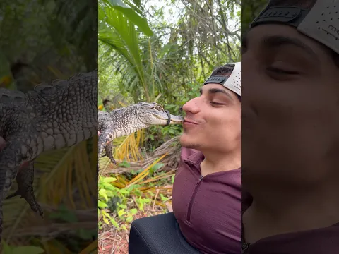 A place where crocodiles and alligators meet #غانم_المفتاح 🐊