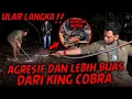 Download Lagu INILAH ULAR KEPALA MERAH!!SANGAT MEMATIKAN DAN LANGKA,PENGHUNI HUTAN SUMATERA