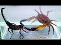 Download Lagu Crab vs Scorpion Underwater - Caranguejo vs Escorpião