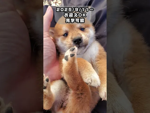動画