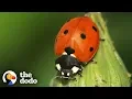 The Stunning Life Cycle Of A Ladybug The Dodo