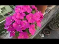 Most Easy to Grow Winter Flowers, Low maintenance Annual Flowering Plants, শীতের ফুল গাছ