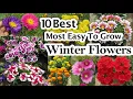 Download Lagu Most Easy to Grow Winter Flowers, Low maintenance Annual Flowering Plants, শীতের ফুল গাছ