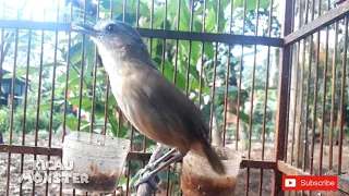 suara pelanduk semak betina memanggil jantan