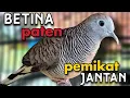 Perkutut betina memanggil jantan pasti seketika nyaut