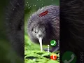 Download Lagu Kiwi notification ringtone ❤️message ringtone iPhone ringtone cute ringtone love ❤️ ringtone